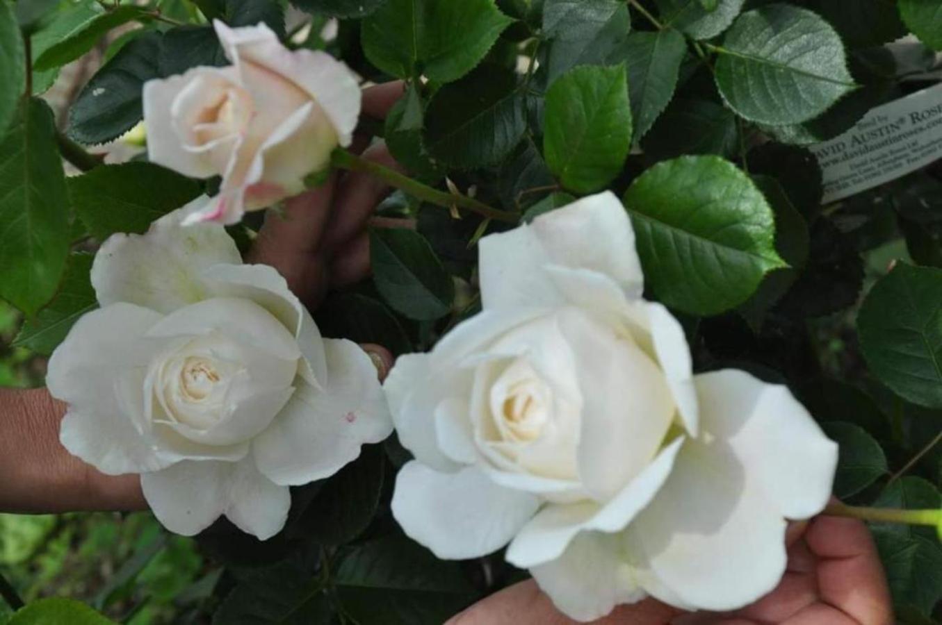 Acquachiara Iseo Deluxe Bed & Breakfast Iseo Center With Garden And Parking Inside Foresteria 外观 照片